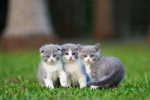 1622023419849999.jpg 猫传染病容易传染的有哪些