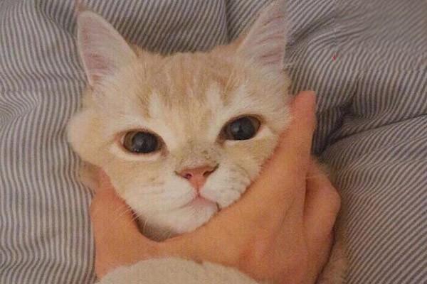 猫咪耳螨 猫咪耳螨