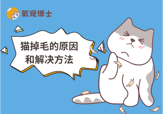 猫掉毛的原因和解决方法