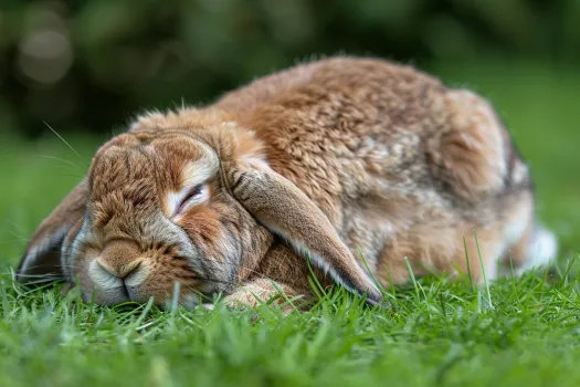 兔子尿液应该是什么颜色的? 兔子尿液应该是什么颜色的?