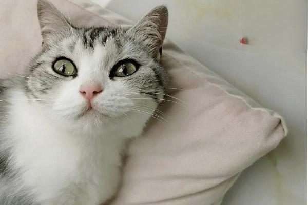 1619785076122310.jpg 猫吹空调会怎么样