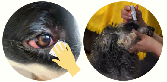 狗狗眼睛发红有眼屎