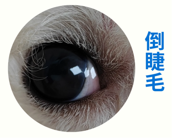 狗狗眼睛发红