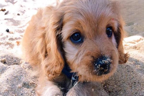 狗狗中毒该怎么办