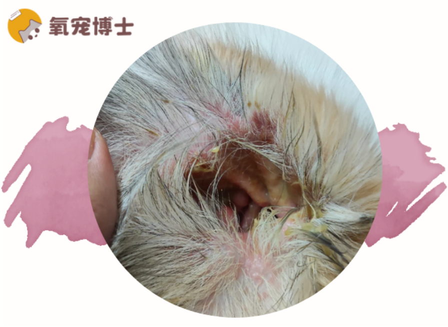 狗狗耳朵发炎流脓怎么办？