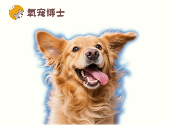 狗狗耳朵痒一直甩头怎么办？