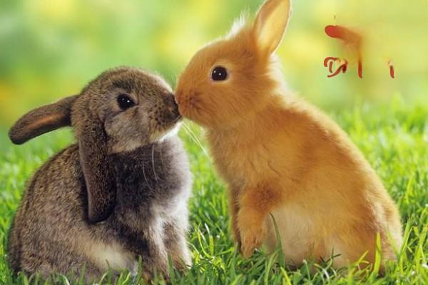 兔子眼睛有白色粘液的原因 兔子眼睛有白色粘液的原因