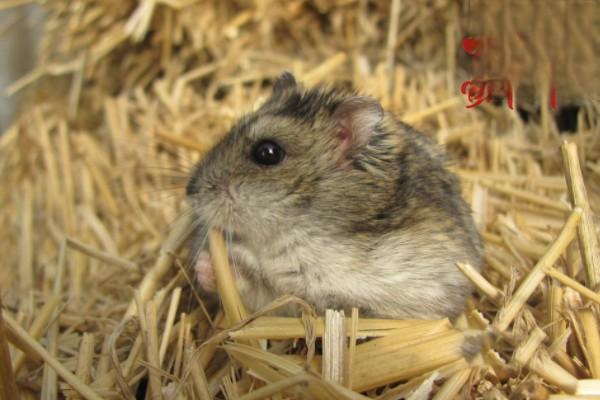 仓鼠化毛 仓鼠化毛