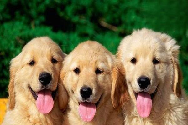 狗狗肠胃不好 狗狗肠胃不好