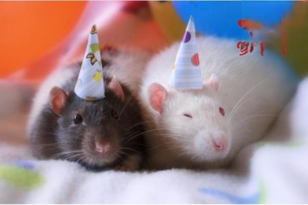 仓鼠掉毛 仓鼠掉毛