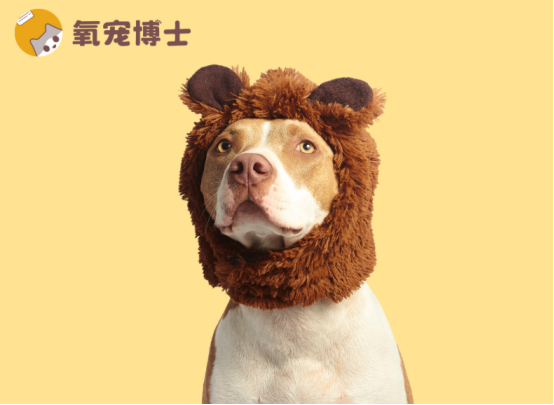 狗狗耳朵发炎反复不好怎么办