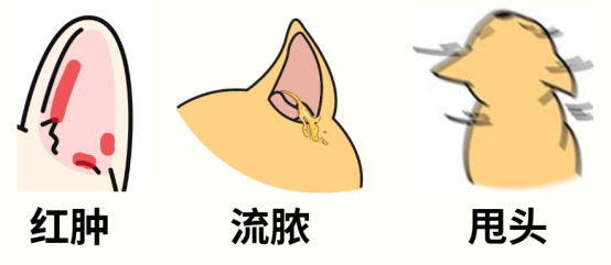 狗狗耳朵发炎的症状