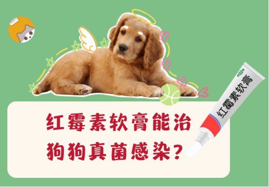 红霉素软膏能治狗狗真菌感染?