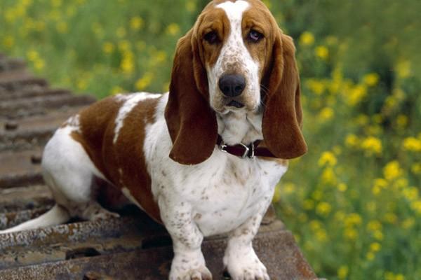 狗狗脓皮症 狗狗脓皮症