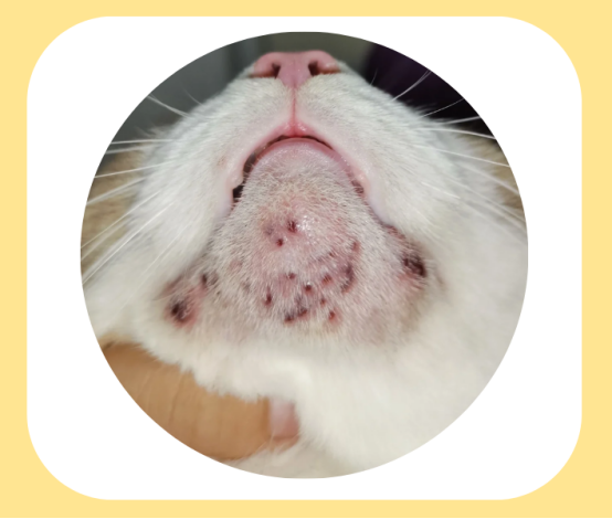 猫咪黑下巴怎么去除？