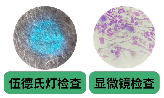 狗狗真菌感染用什么药?