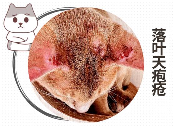 猫咪身上长疙瘩和结痂