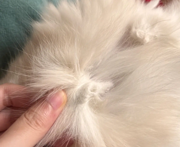 猫毛打结成块是皮肤病吗?