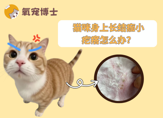 猫咪身上长结痂小疙瘩怎么办