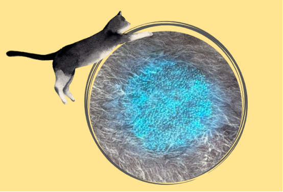 猫癣伍德氏灯检查