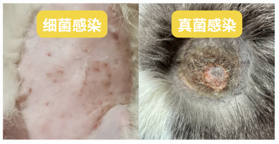 猫咪身上掉毛长疙瘩