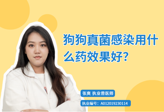 狗狗真菌感染用什么药效果好?