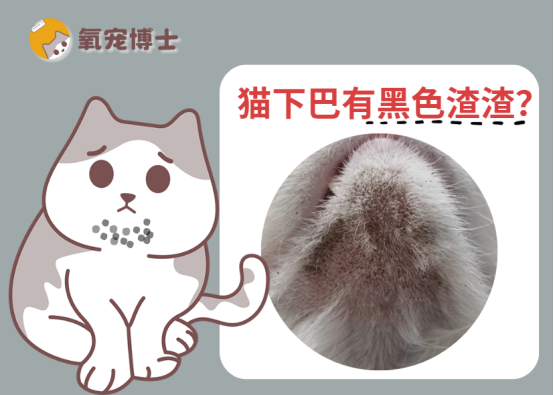 猫的下巴有黑色渣渣是什么？