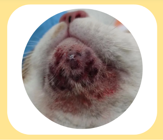 猫咪黑下巴严重怎么办？