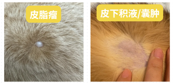 猫咪身上有疙瘩
