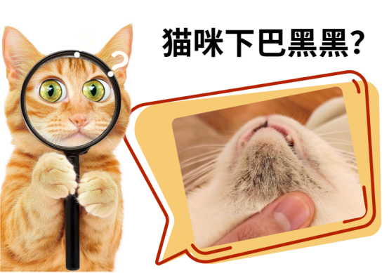 猫咪下巴黑黑的是怎么回事？