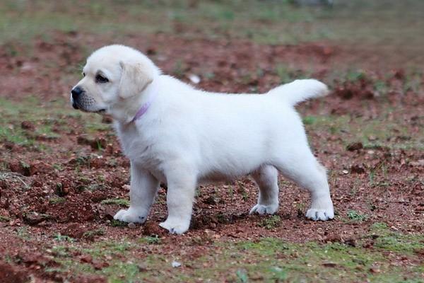 狗狗脓皮症 狗狗脓皮症