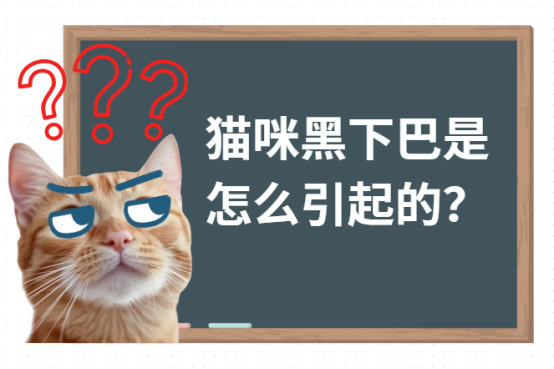 猫咪黑下巴是怎么引起的
