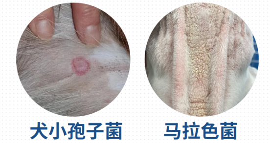 狗狗真菌皮肤病用什么药效果好?