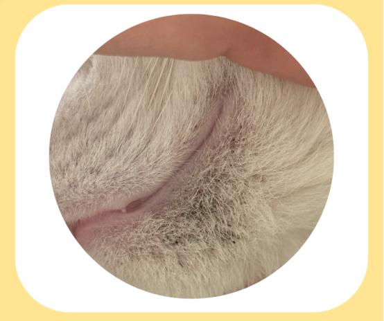猫咪黑下巴症状