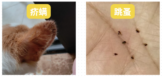 猫咪身上长结痂小疙瘩