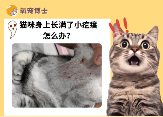 猫咪身上长了小疙瘩怎么办？
