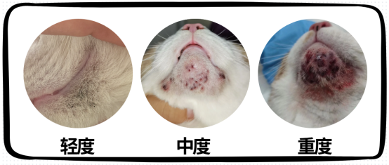 猫黑下巴症状