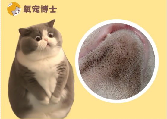 猫咪黑下巴的原因