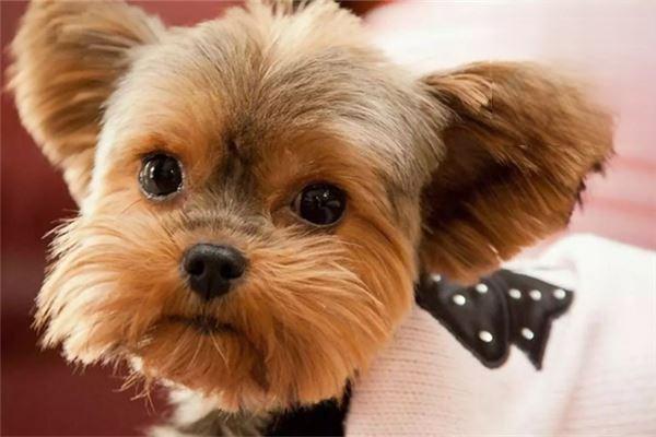 宠物各种呕吐症状的治疗方法