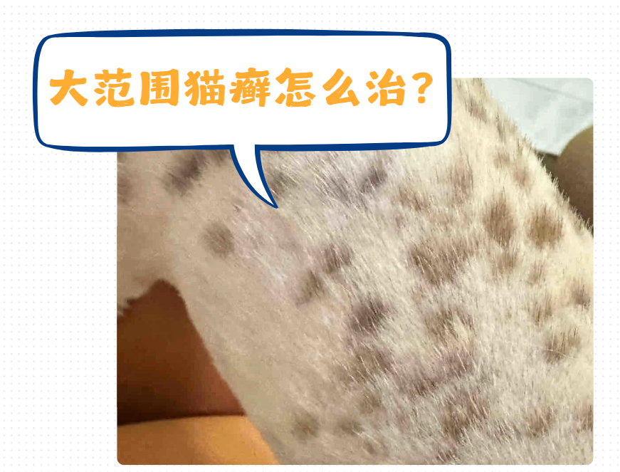 猫咪身上感染大量猫癣怎么治?