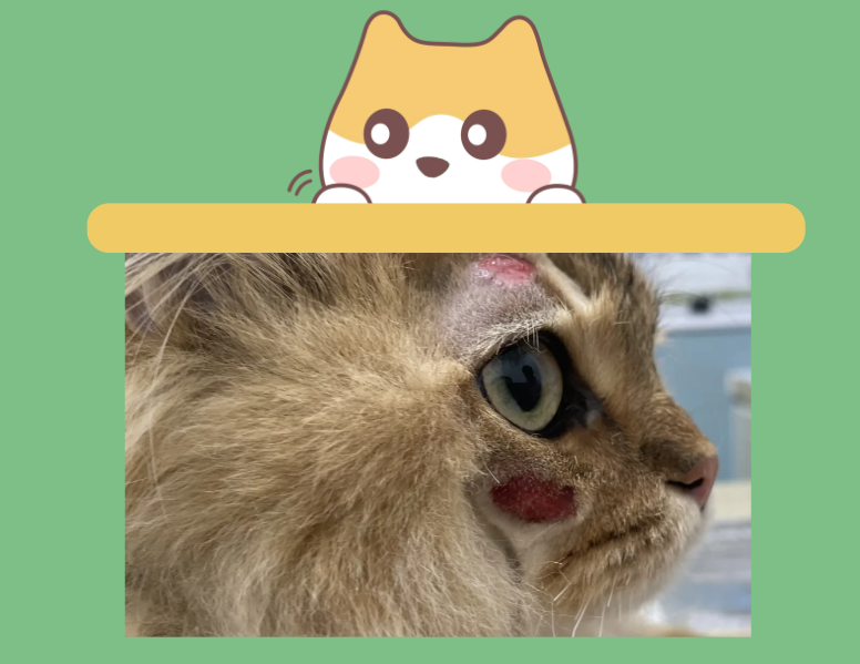 猫脸上长癣用什么药膏比较好?