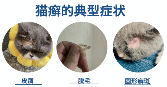 猫癣症状