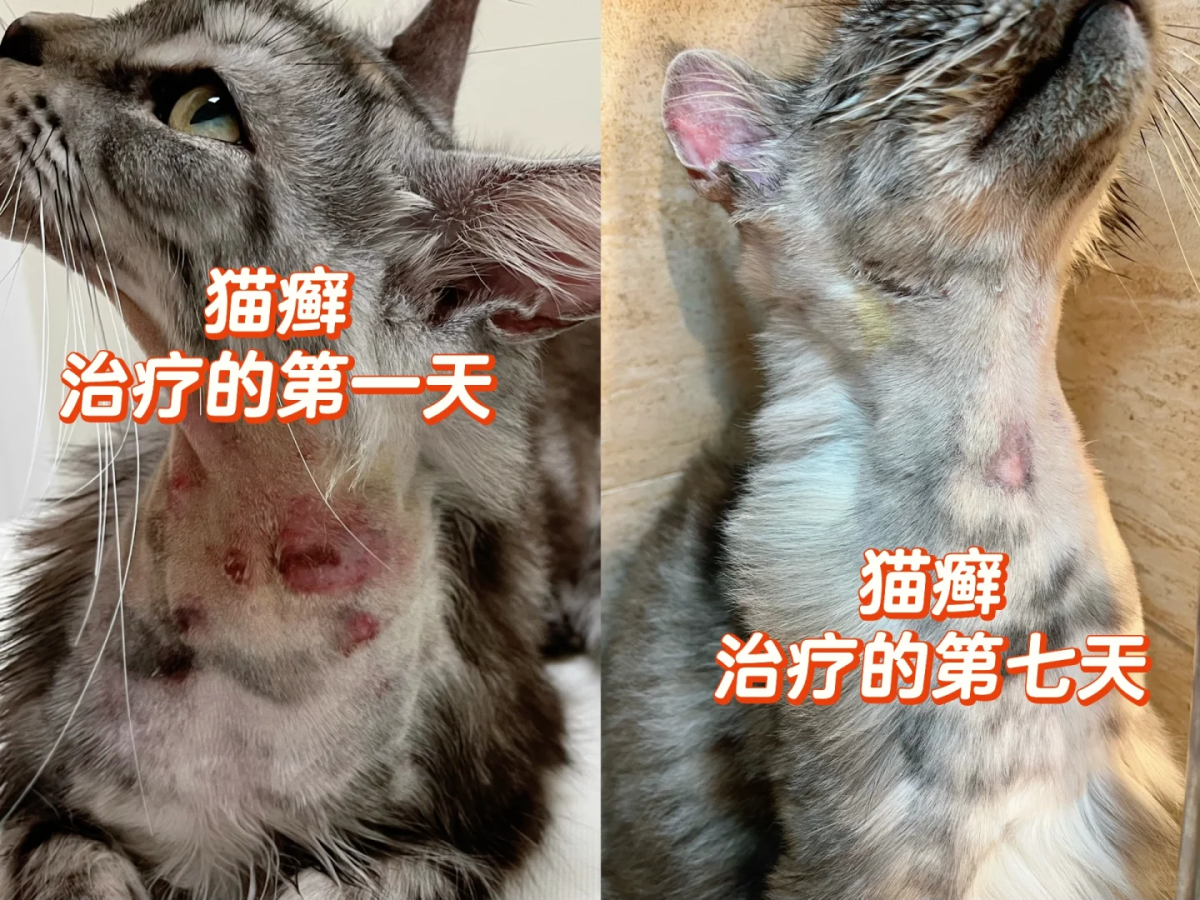 猫的猫癣溃烂怎么治?