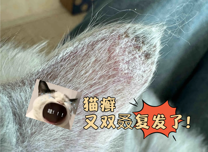 猫咪猫癣总是反复怎么办?