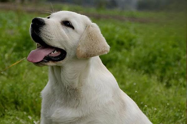 1601376697254749.jpg 怎么预防狗狗感冒呢.jpg