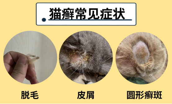 猫癣会一直反复吗？