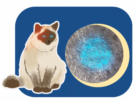 猫癣用什么药最有效?