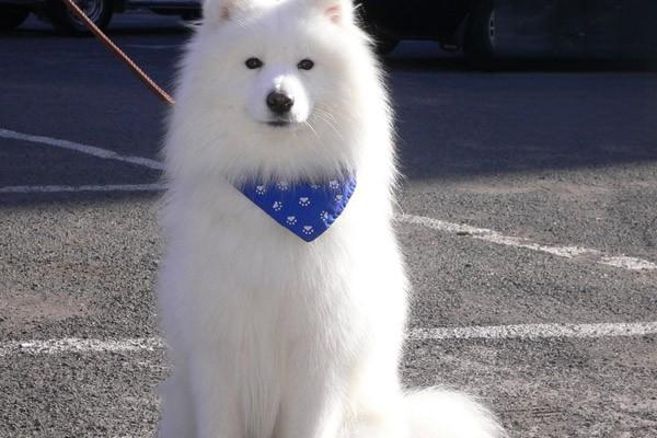 狗狗胃肠炎的症状与治疗