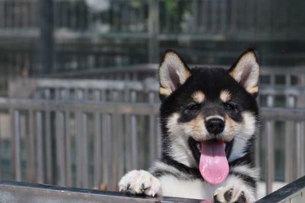 怎么预防狗狗肠胃炎