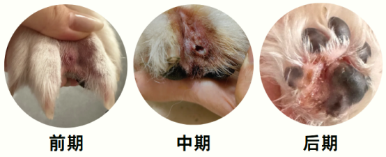 狗狗趾间炎怎么治疗？